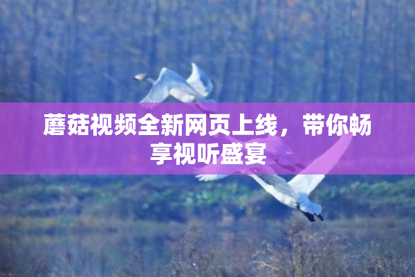 蘑菇视频全新网页上线，带你畅享视听盛宴