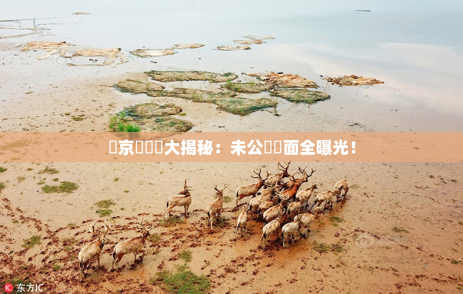 東京熱無碼大揭秘：未公開畫面全曝光！