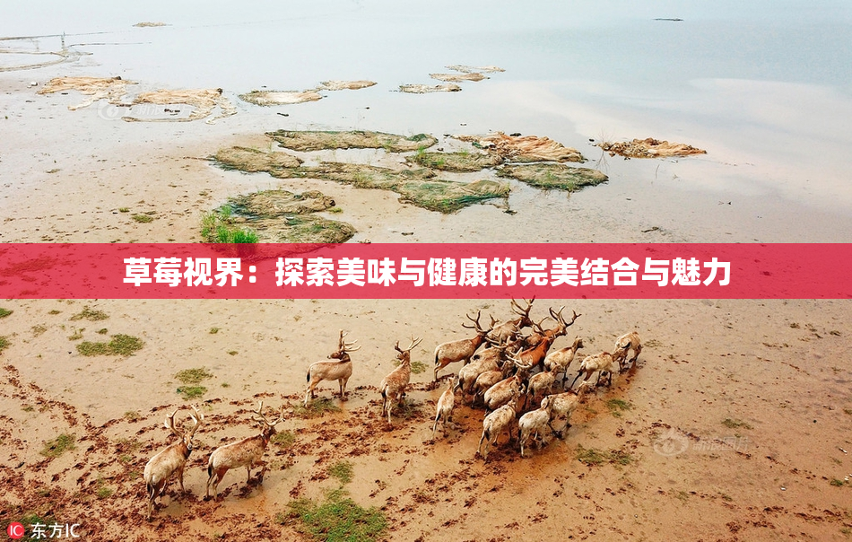 草莓视界：探索美味与健康的完美结合与魅力
