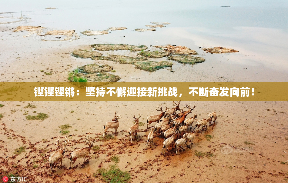 铿铿铿锵：坚持不懈迎接新挑战，不断奋发向前！