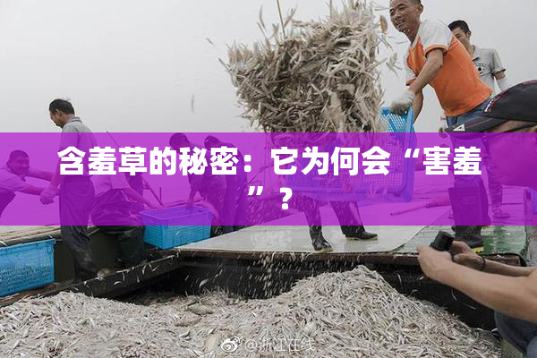 含羞草的秘密：它为何会“害羞”？