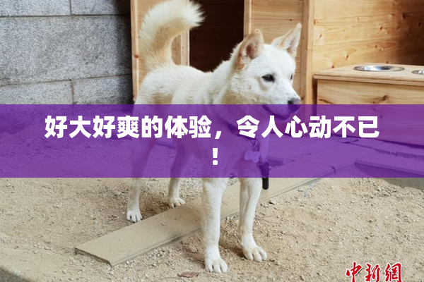 好大好爽的体验，令人心动不已！