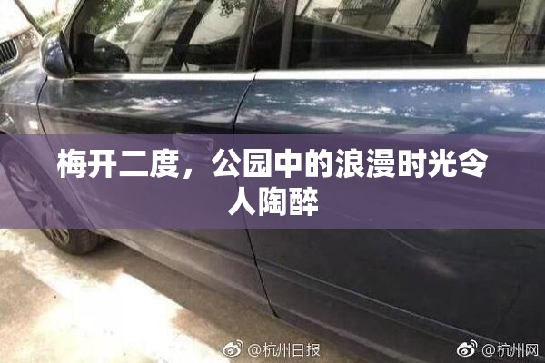 梅开二度，公园中的浪漫时光令人陶醉