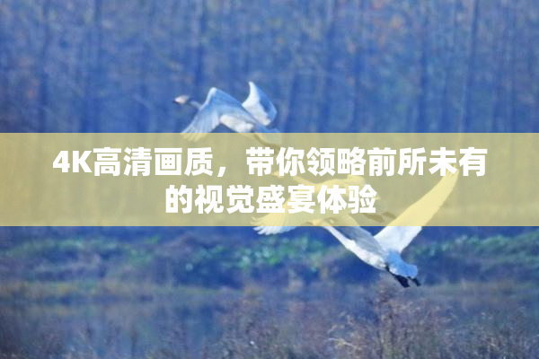 4K高清画质，带你领略前所未有的视觉盛宴体验