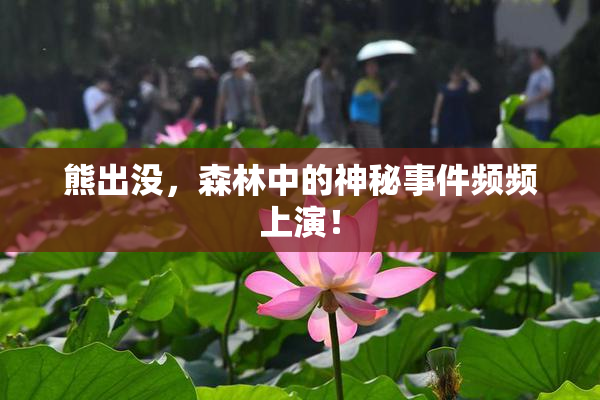 熊出没，森林中的神秘事件频频上演！