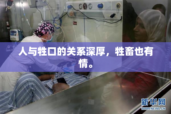 人与牲口的关系深厚，牲畜也有情。