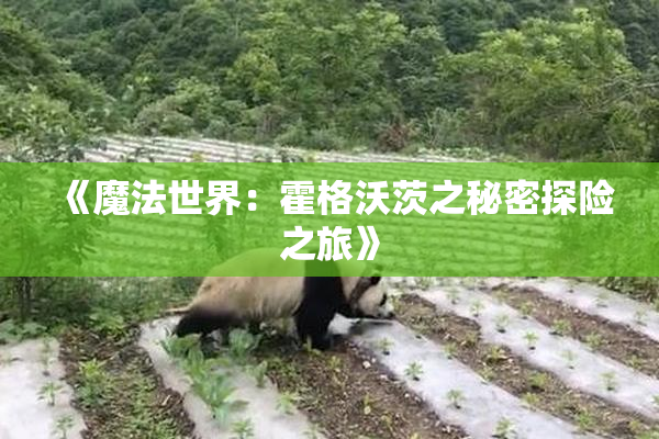 《魔法世界：霍格沃茨之秘密探险之旅》