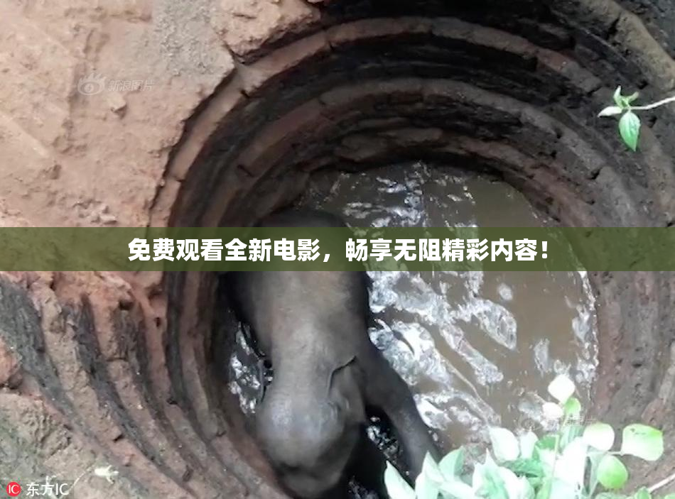 免费观看全新电影，畅享无阻精彩内容！