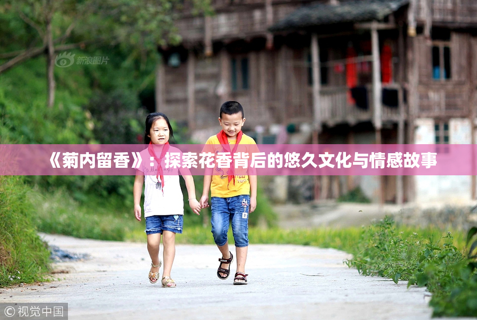 《菊内留香》：探索花香背后的悠久文化与情感故事