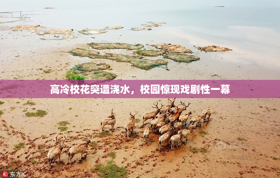 高冷校花突遭浇水，校园惊现戏剧性一幕