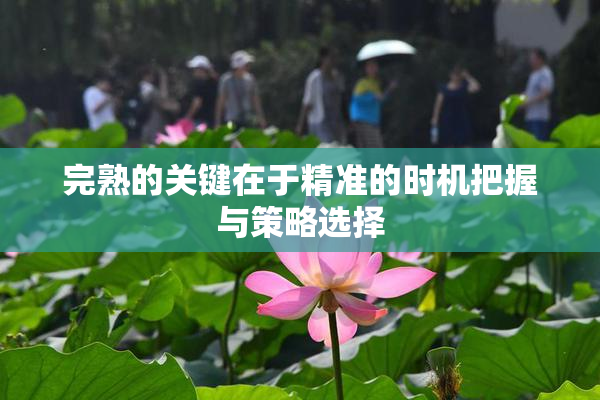 完熟的关键在于精准的时机把握与策略选择