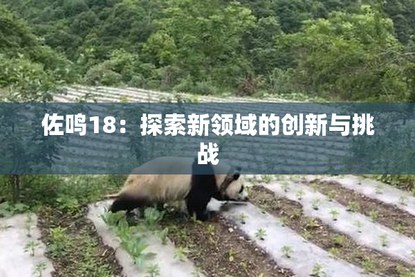 佐鸣18：探索新领域的创新与挑战