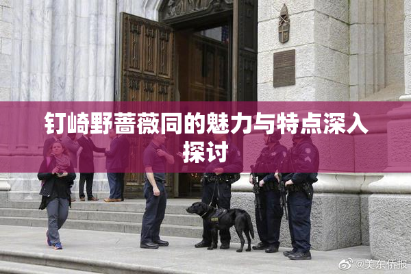 钉崎野蔷薇同的魅力与特点深入探讨