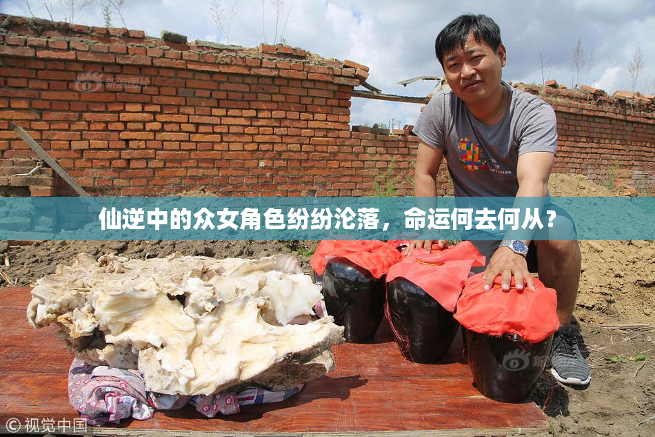 仙逆中的众女角色纷纷沦落，命运何去何从？
