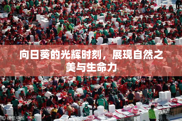 向日葵的光辉时刻，展现自然之美与生命力