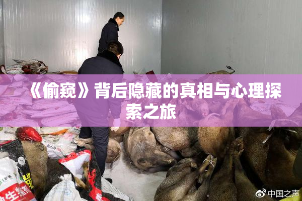 《偷窥》背后隐藏的真相与心理探索之旅