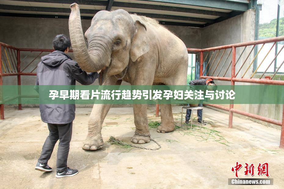 孕早期看片流行趋势引发孕妇关注与讨论