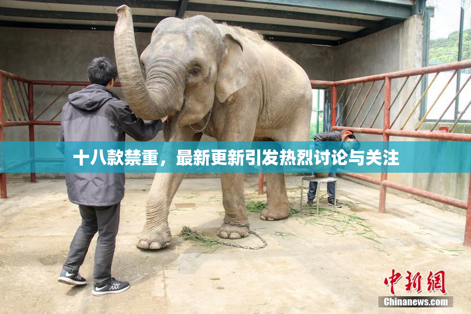 十八款禁重，最新更新引发热烈讨论与关注