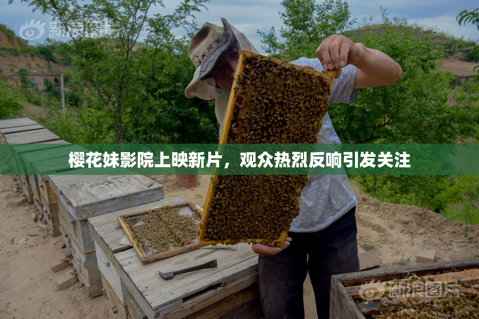 樱花妹影院上映新片，观众热烈反响引发关注