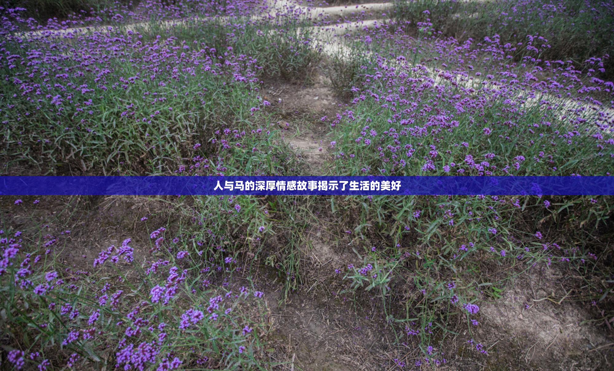 人与马的深厚情感故事揭示了生活的美好