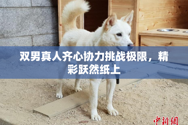双男真人齐心协力挑战极限，精彩跃然纸上