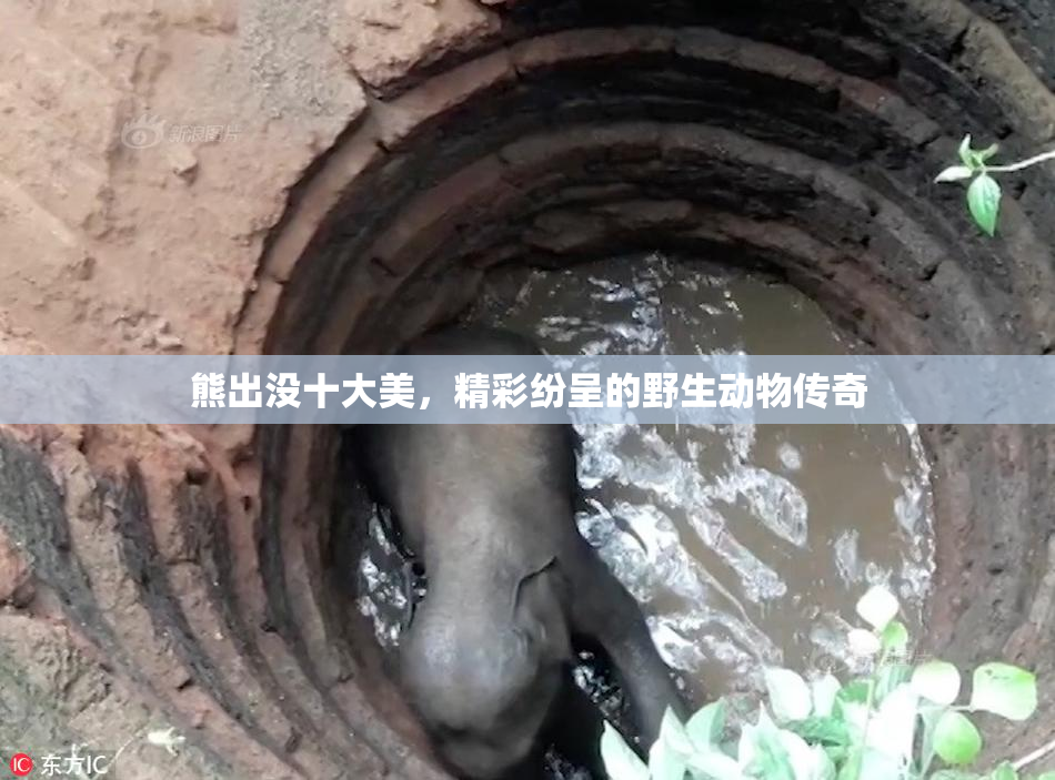 熊出没十大美，精彩纷呈的野生动物传奇