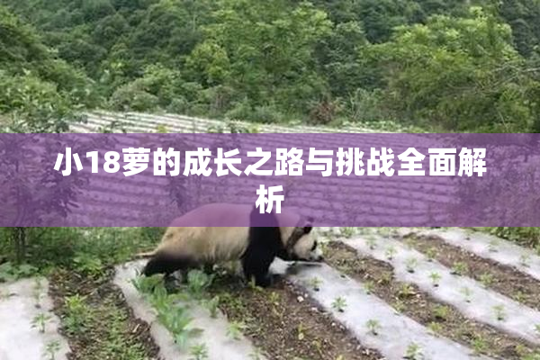 小18萝的成长之路与挑战全面解析
