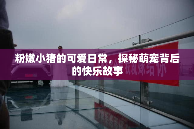 粉嫩小猪的可爱日常，探秘萌宠背后的快乐故事
