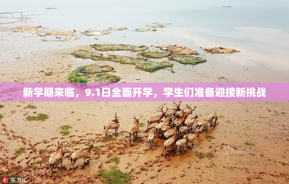 新学期来临，9.1日全面开学，学生们准备迎接新挑战