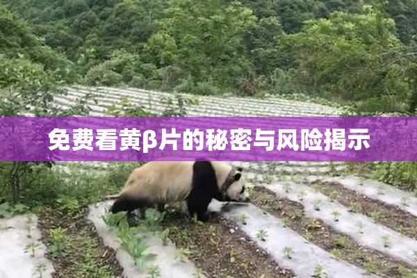免费看黄β片的秘密与风险揭示