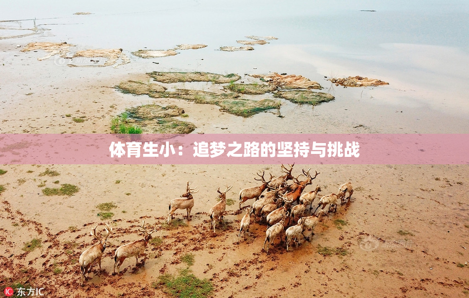 体育生小：追梦之路的坚持与挑战