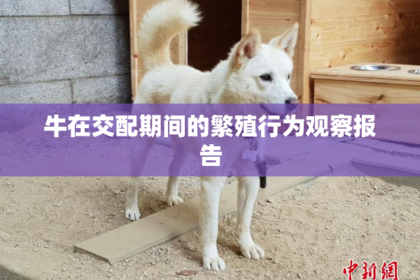 牛在交配期间的繁殖行为观察报告