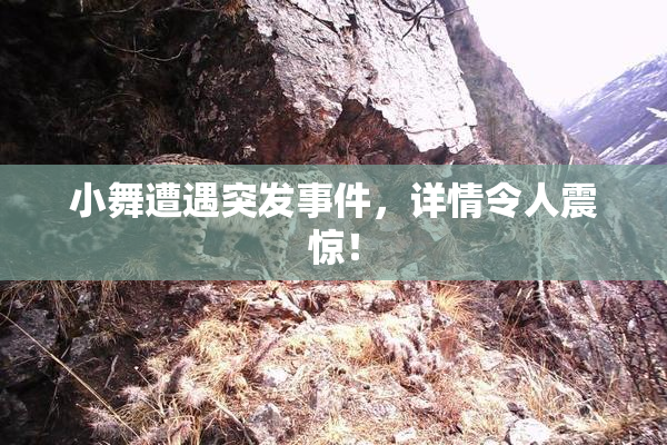 小舞遭遇突发事件，详情令人震惊！