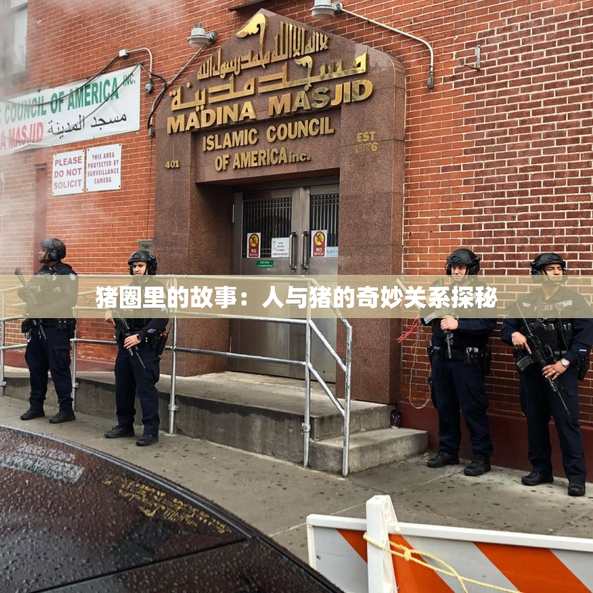 猪圈里的故事：人与猪的奇妙关系探秘