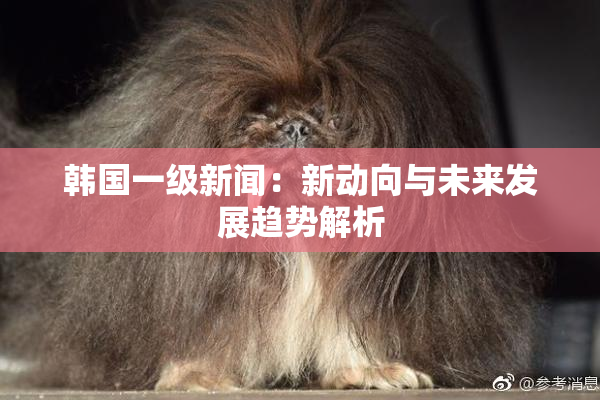韩国一级新闻：新动向与未来发展趋势解析