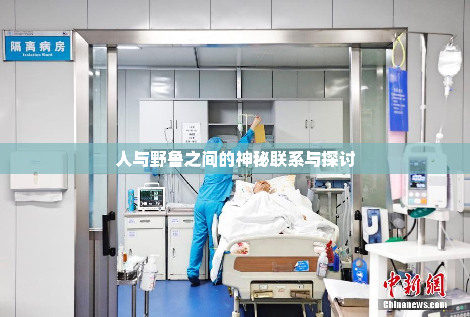 人与野鲁之间的神秘联系与探讨