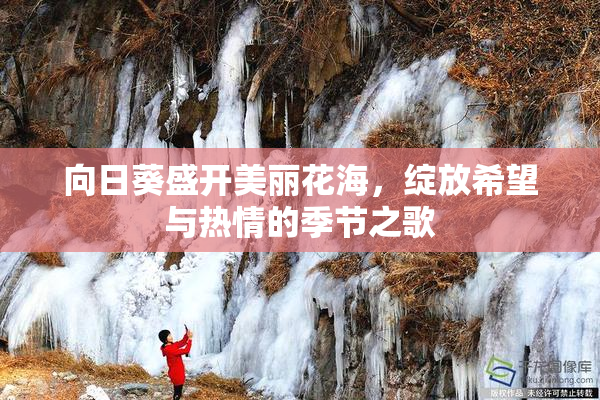 向日葵盛开美丽花海，绽放希望与热情的季节之歌