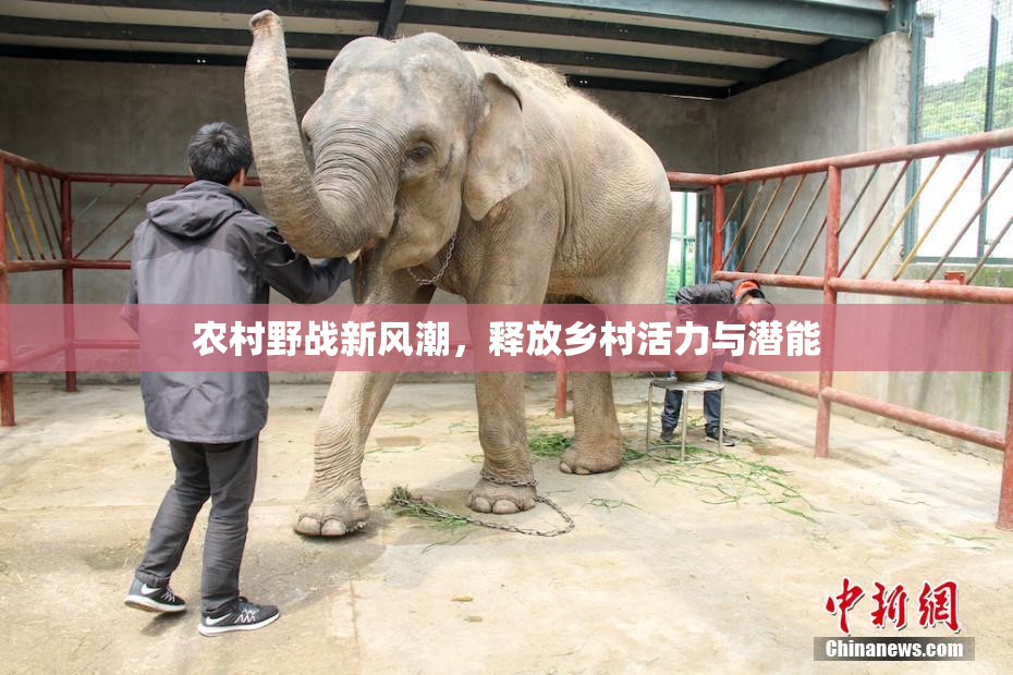 农村野战新风潮，释放乡村活力与潜能