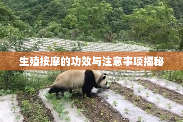 生殖按摩的功效与注意事项揭秘