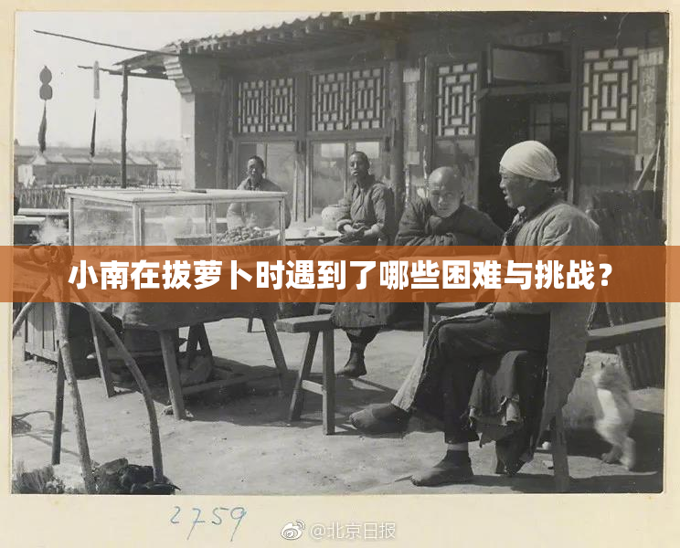 小南在拔萝卜时遇到了哪些困难与挑战？