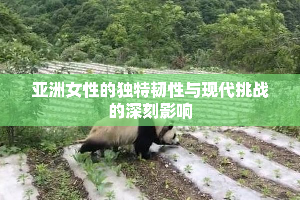亚洲女性的独特韧性与现代挑战的深刻影响