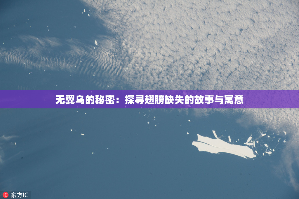 无翼乌的秘密：探寻翅膀缺失的故事与寓意