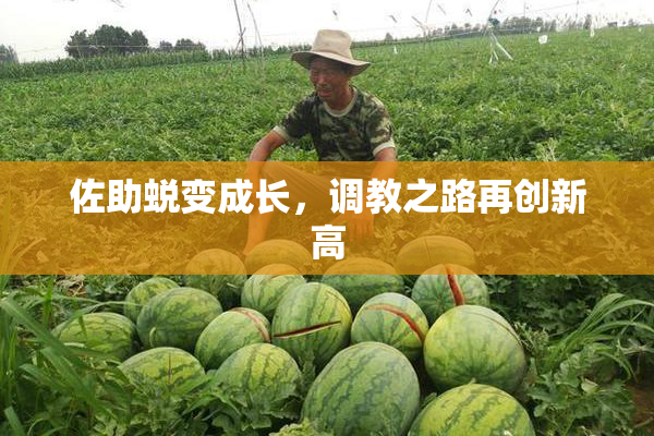 佐助蜕变成长，调教之路再创新高