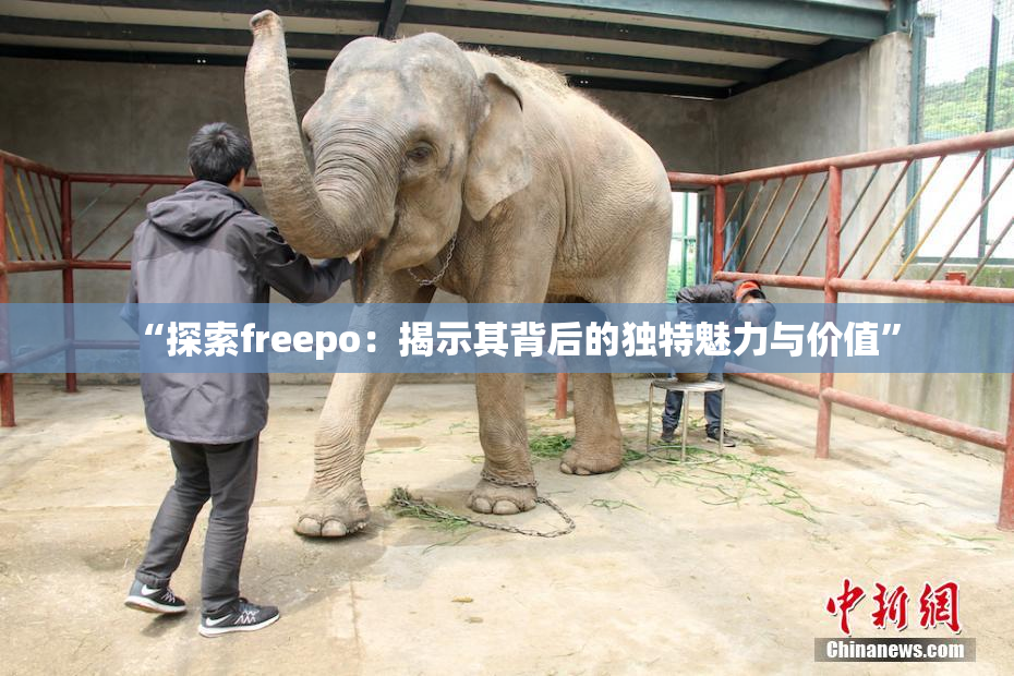 “探索freepo：揭示其背后的独特魅力与价值”