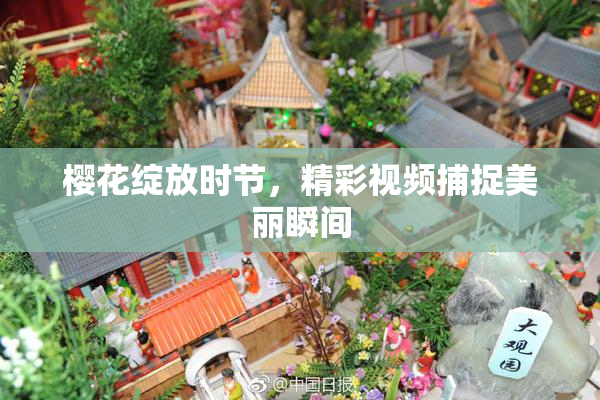 樱花绽放时节，精彩视频捕捉美丽瞬间