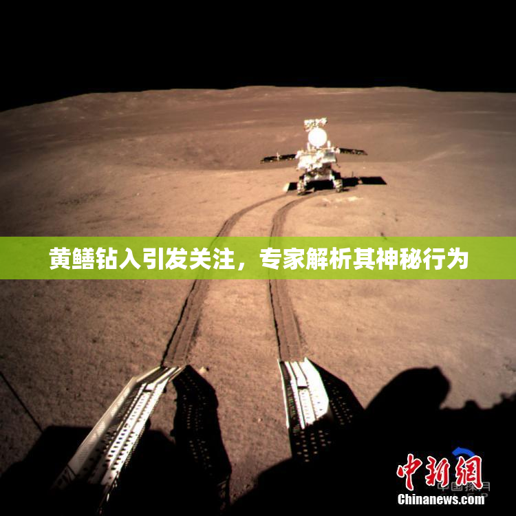 黄鳝钻入引发关注，专家解析其神秘行为