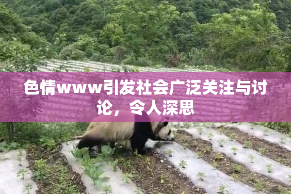 色情www引发社会广泛关注与讨论，令人深思