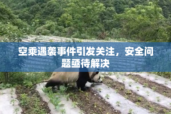 空乘遇袭事件引发关注，安全问题亟待解决