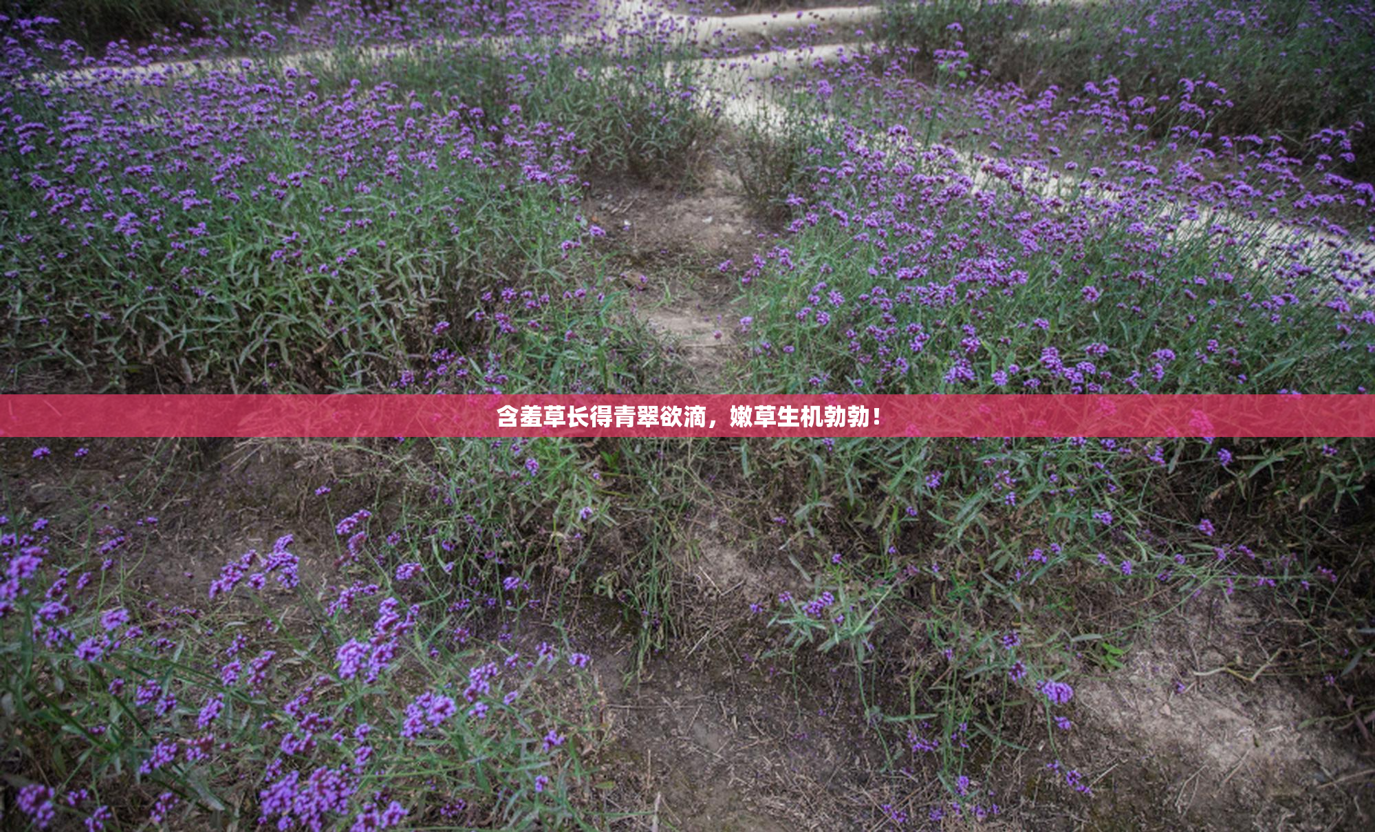 含羞草长得青翠欲滴，嫩草生机勃勃！