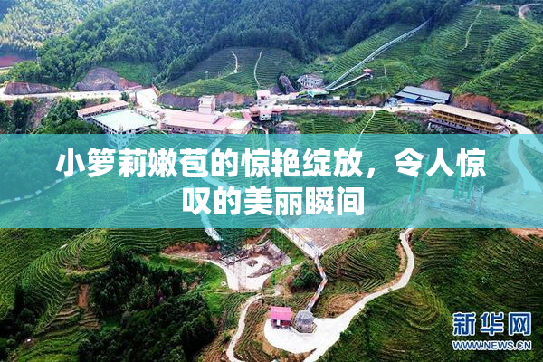 小箩莉嫩苞的惊艳绽放，令人惊叹的美丽瞬间